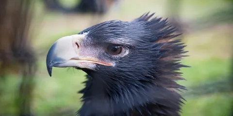 Raptor Refuge