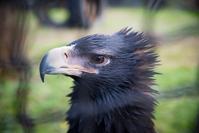 Raptor Refuge