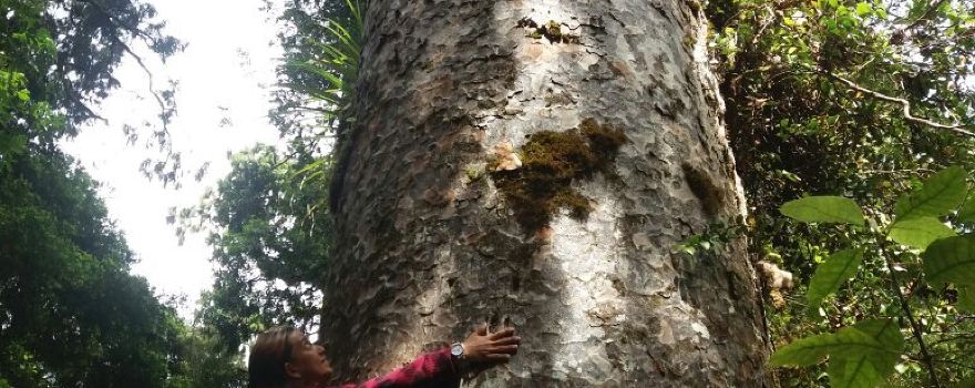Te Matua Ngahere Walk