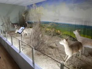 Natural History Museum