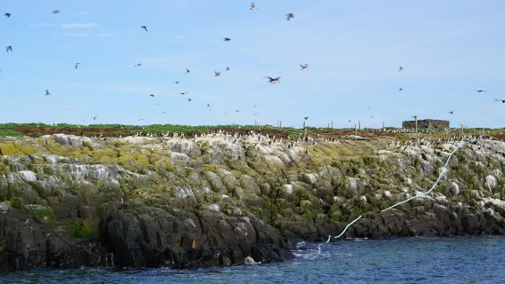 Golden Gate Farne Islands Boat Trips