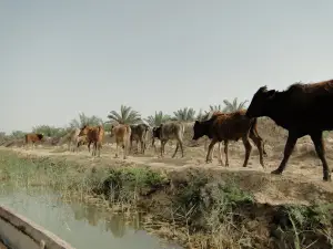 Shadegan Nature Reserve