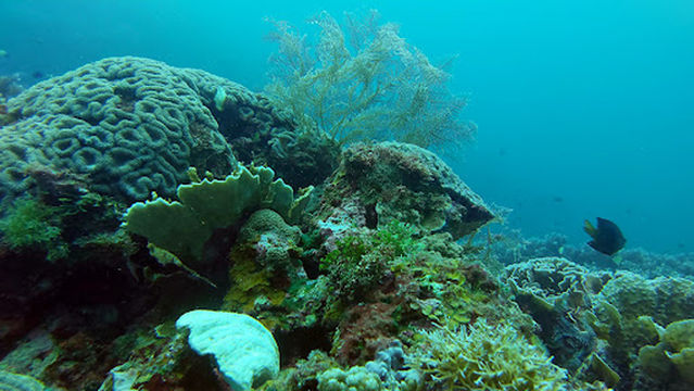 Siquijor Divers Center