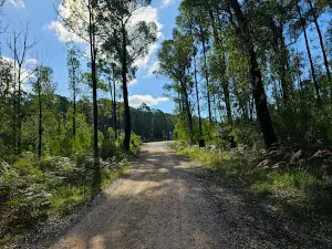 McKenzie River Rainforest Walk