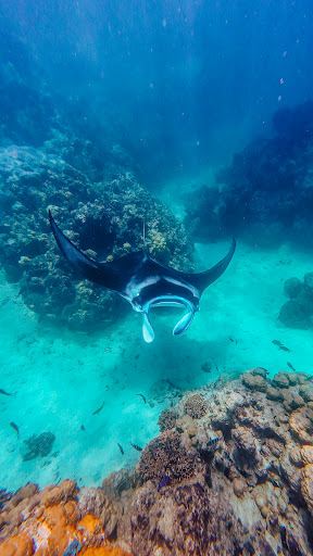 station de nettoyage des Mantas