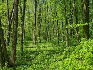 Snagov Forest