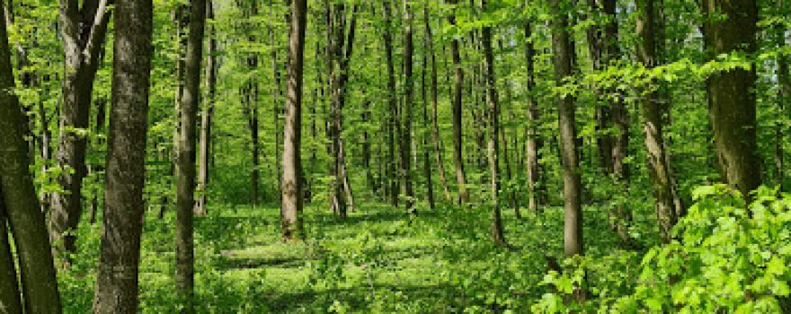 Snagov Forest