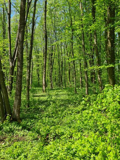 Snagov Forest