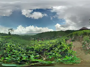 Kebun Teh Cipasung Lemahsugih