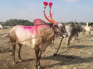 Nagoba Devasthan Mhaswad