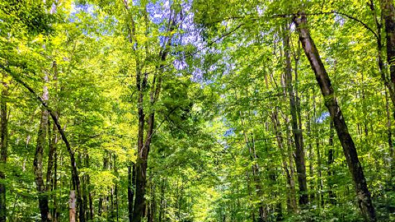Bagley Rapids Campground