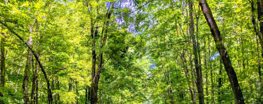 Bagley Rapids Campground