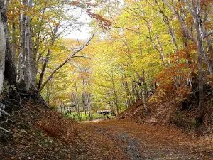 Glenview [RIVERSIDE] Campground