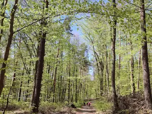Leśna ścieżka dydaktyczna "Jasne"