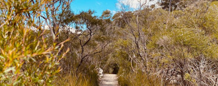 Springbrook National Park Canyon Lookout