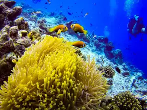 Drop Dive Maldives Rasdhoo