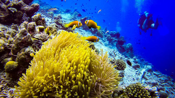 Rasdhoo