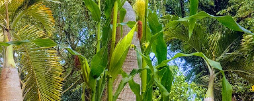 Chùa Phú Sơn
