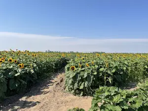Wild Adventure Corn Maze