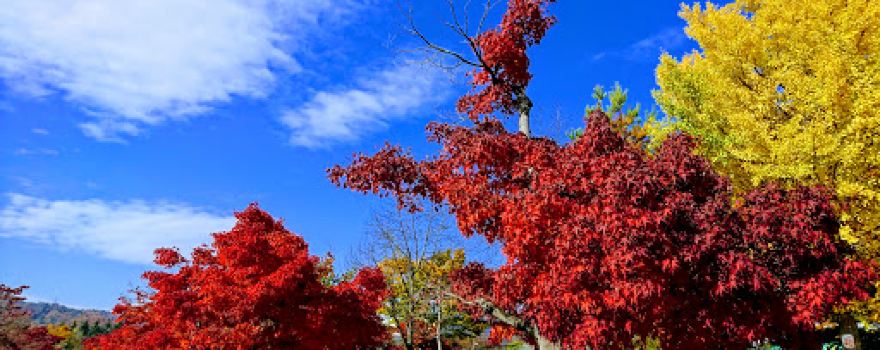 Yamanobemachi Central Park