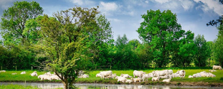 Rheinaue Walsum