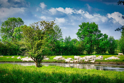 Rheinaue Walsum