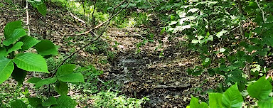 Headwaters of North Fork of the Potomac River