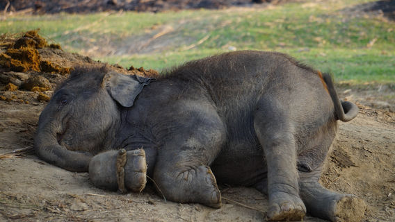 Elephant Breeding Center