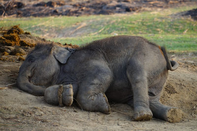 Elephant Breeding Center