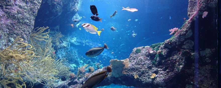 Aquarium de Biarritz