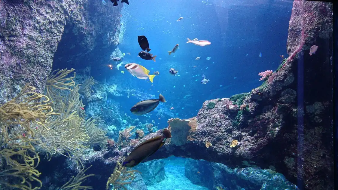 Các khách sạn gần Musée de la Mer