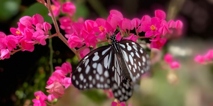 Siam Insect Zoo