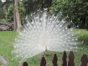 Ponce de Leon's Fountain of Youth Archaeological Park