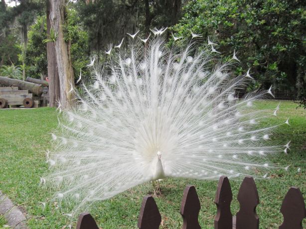 Ponce de Leon's Fountain of Youth Archaeological Park
