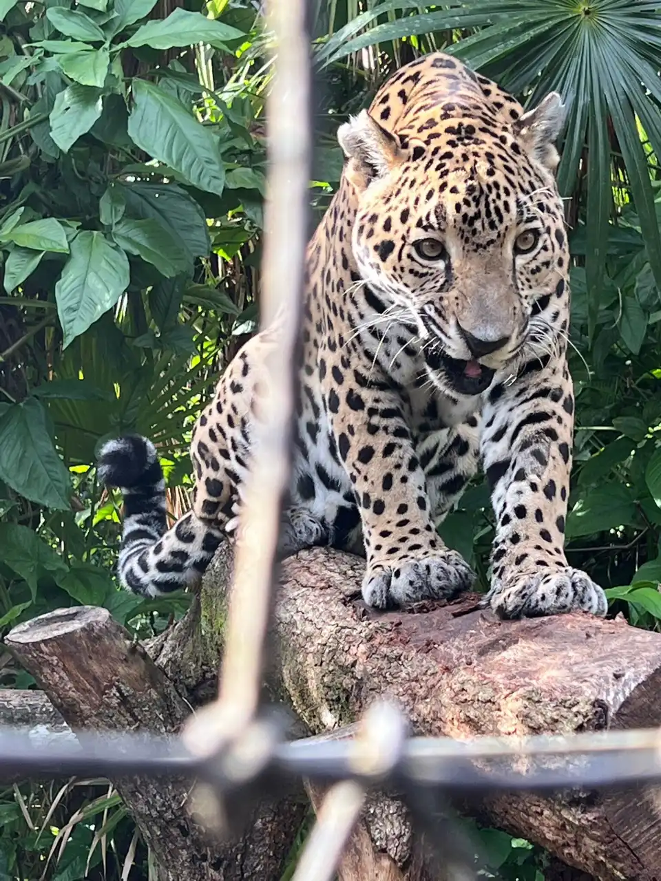 4_The Belize Zoo and Tropical Education Center