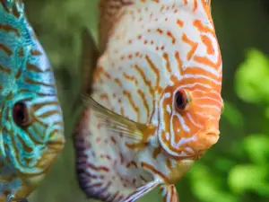 Grand Aquarium de Touraine