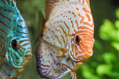 Grand Aquarium de Touraine