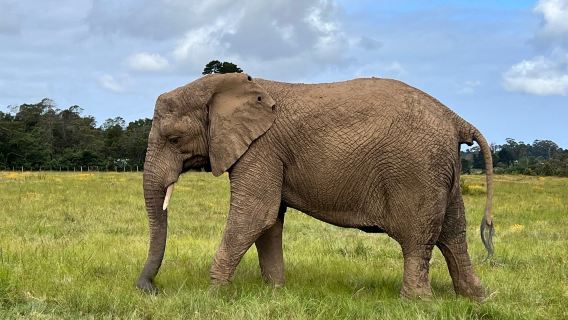 Knysna Elephant Park