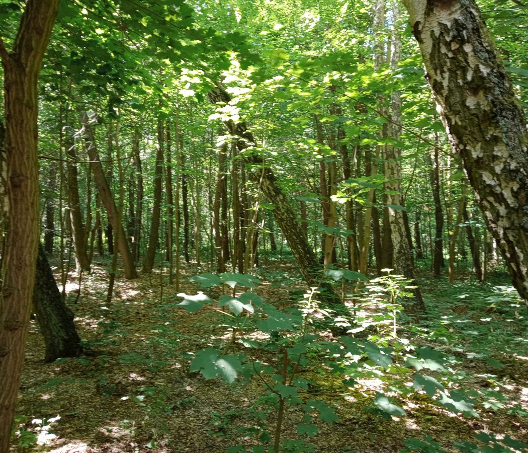 Przymorze