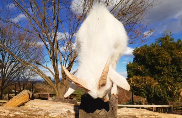 Gunma Safari Park門票長者