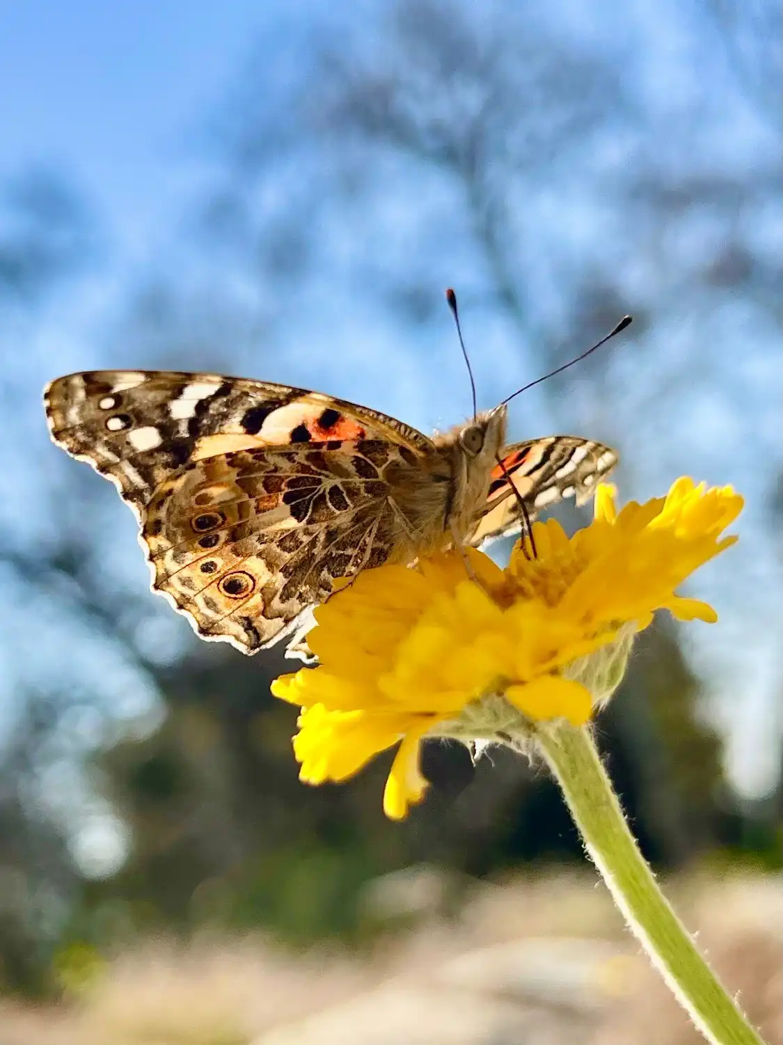 Hotels near California Botanic Garden
