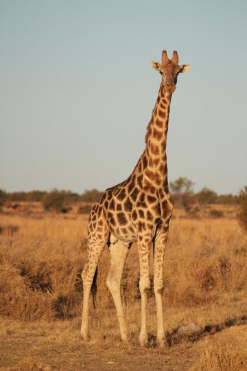 Compare 1 airports near Mafikeng