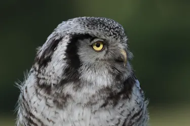 Falconry Experience Wales