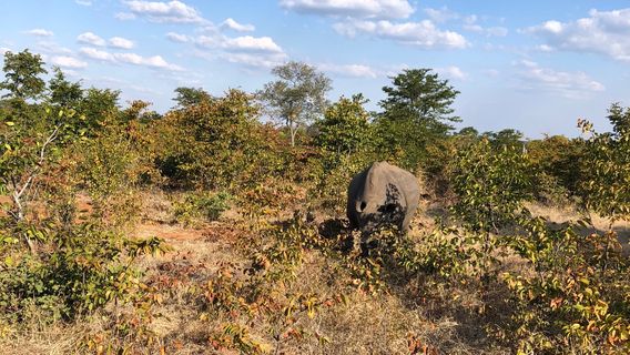 Livingstone Rhino Safaris