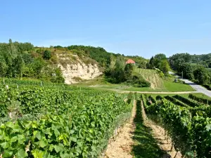Winnica Sandomierska