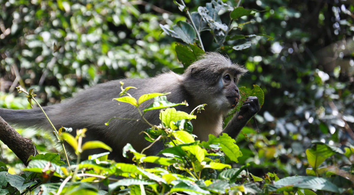 Udzungwa Mountains National Park