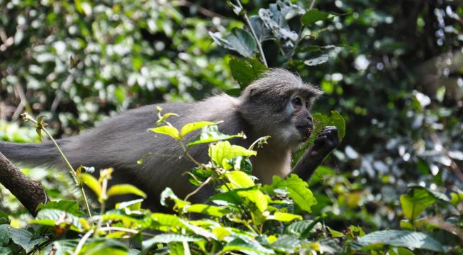 Udzungwa Mountains National Park