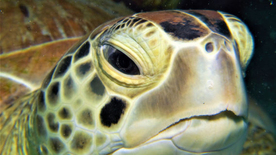 Adventures in Diving STX