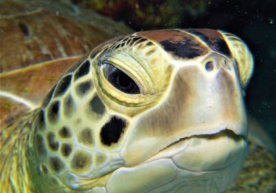 Adventures in Diving STX