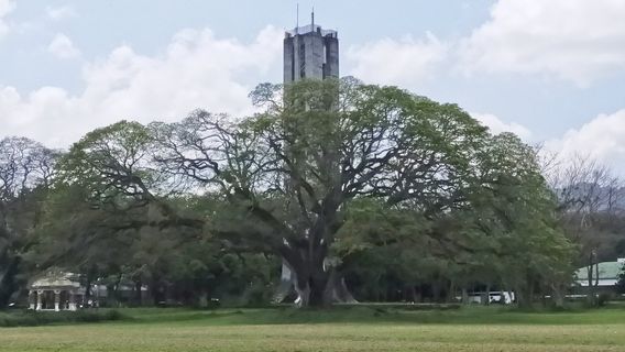 Fertility Tree